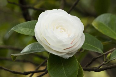 Japon kamelya beyazı. Bahçedeki çalıların üzerinde güzel beyaz bir çiçek, bahar çiçeği arka planında
