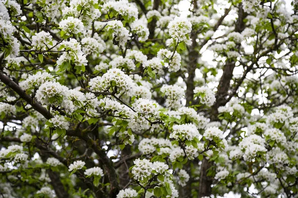 White Blooming Apple Trees Spring Season Spring Colors Natural Floral — Stock Photo, Image