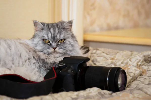 Eine Flauschige Graue Katze Liegt Neben Der Kanonenkamera Und Blickt — Stockfoto