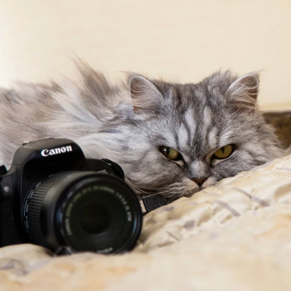 Fluffy Gray Cat Lies Next Canon Camera Looks Camera Russia — Stock Photo, Image