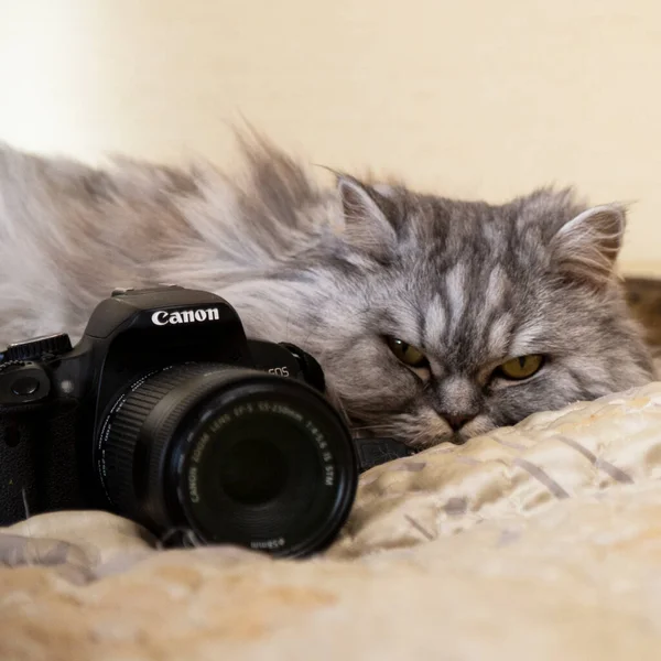 Fluffig Grå Katt Ligger Bredvid Canons Kamera Och Tittar Kameran — Stockfoto