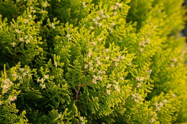 Güneş tarafından aydınlatılan yemyeşil güneş ışığı eşkıyası. Cypress familyasından sonsuza dek yeşil kozalaklı bir ağaç. Thuja cinsinin Cupressaceae cinsi, Kuzey Amerika 'nın doğu bölgelerinde doğal olarak meydana gelir..