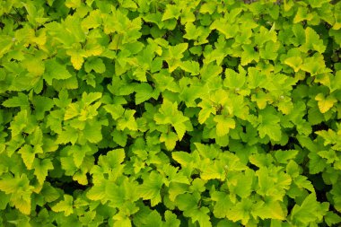 Doğal yeşil arka plan. Dalların üzerinde taze yapraklar. Yakın plan.