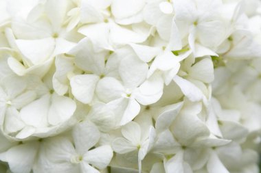 Beyaz çiçek topları Ortanca ağaç kesimleri bulanık arkaplanı kapatır