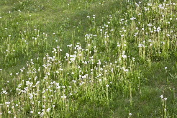 Um belo campo de prados com grama fresca e flores de dente-de-leão macias brancas na natureza. Verão paisagem natural. — Fotografia de Stock
