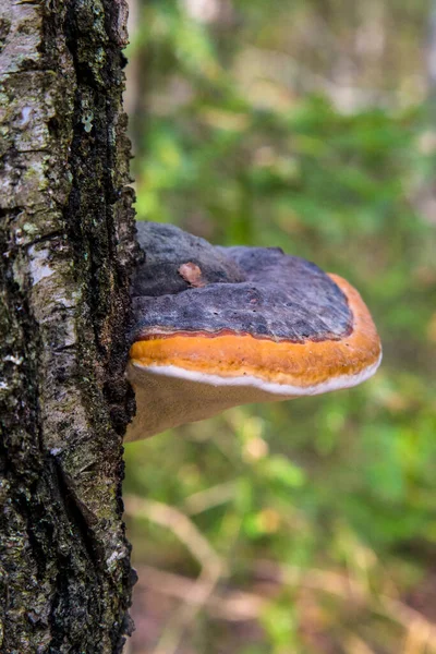 Champignon Polyporus Squamosus Poussant Sur Arbre Champignon Parasite Sur Bois — Photo