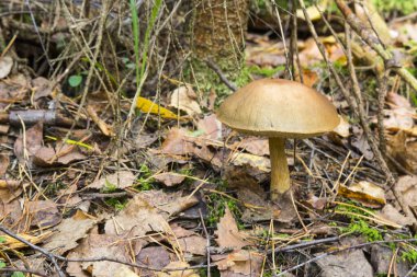 Sonbahar ormanında huş ağacından yapılmış güzel bir lektinyum boleti. Yosun yosunlu Leccinum versipelle mantarı.