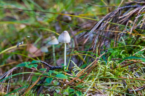 Små svampe i skoven.Mycena filopes svamp. - Stock-foto