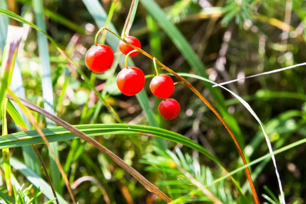 Macro of the Lily of the valley, Convallaria majalis, tree red berries on a single branch against the background of a green forest in autumn. — Stock Photo, Image