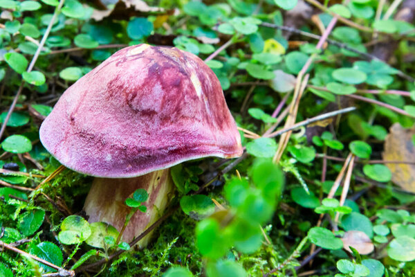 Inedible fungus grows in forests Central Europe, Tricholomopsis rutilans. Beautiful red and yellow mushroom