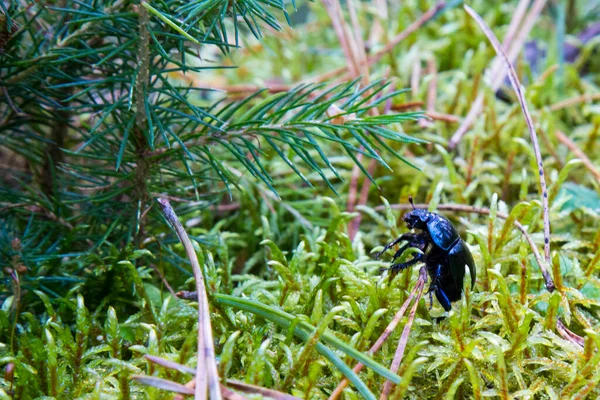 Borkenkäfer, Geotrupes stercorosus unter Moos. Dora-Käfer, Geotrupes stercorosus unter dem Moos. Blauer und schwarzer Käfer im Wald — Stockfoto