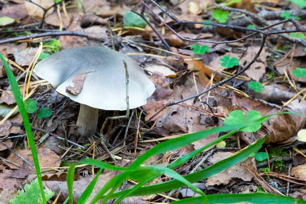 Tricholoma Saponaceum Connu Sous Nom Tabouret Savonneux Chevalier Savonneux Tricholome — Photo