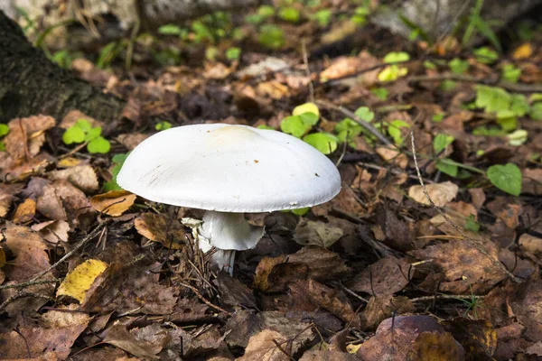 Seta Venenosa Amanita Virosa Que Crece Bosque Musgoso Taburete Sapo —  Fotos de Stock