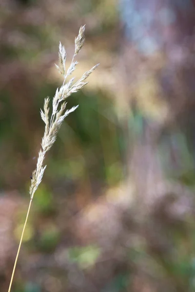 Selectieve Zachte Focus Van Het Strand Droog Gras Riet Stengels — Stockfoto