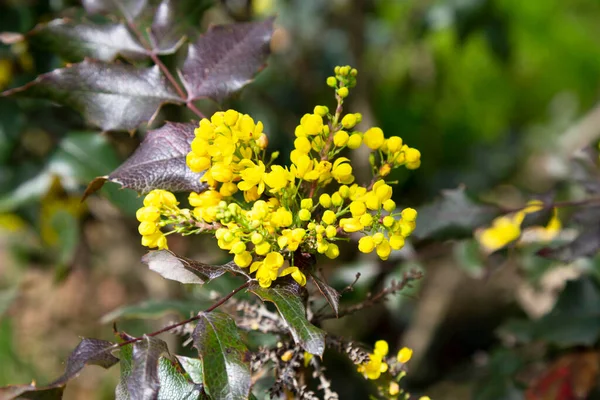 Detail Yellow Flowering Shrubs Mahonia Mahonia Padubolistnaya Evergreen Shrubs Species — Stock Photo, Image