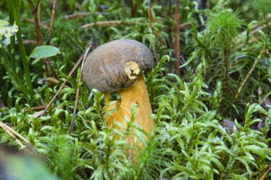 Sonbahar ormanında yetişen yağ boletus apandisitine yakın çekim. Lezzetli yenilebilir mantar.