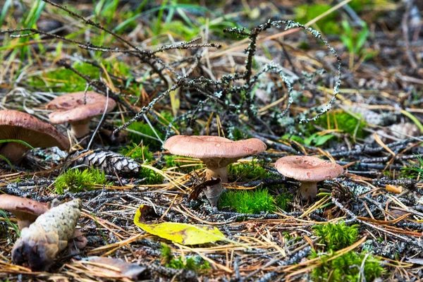 Seta Tóxica Paxillus Involutus Bosque Taburetes Setas Bosque Setas Peligrosas —  Fotos de Stock