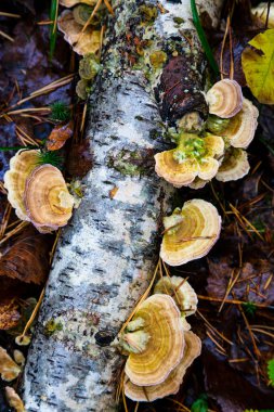 Polyporus squamosus, bir ağaç gövdesinde çürüyen mantarlar.