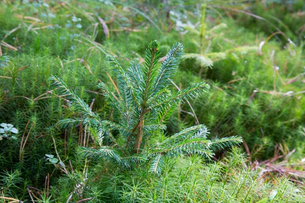 Liten Ung Grön Gran Tall Växt Nål Stubbe Skog Mossa — Stockfoto