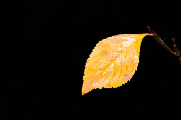 Fondo Abstracto Las Hojas Otoño Fondo Otoño Marchitamiento Naturaleza Bosque —  Fotos de Stock