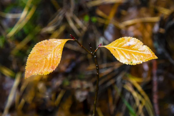 Abstraktní Pozadí Podzimních Listů Podzimní Pozadí Vadnutí Přírody Lese Změna — Stock fotografie