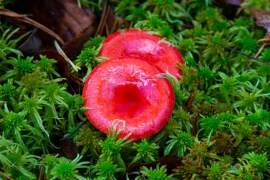 Ormanda sonbaharda yosunların arasında yenilebilir kırmızı bir mantar.