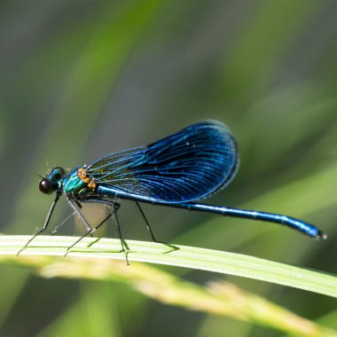 Bantlı Matmazel Calopteryx splendens, Calopterygidae familyasına ait bir kızböceği türüdür.