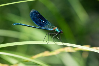 Bantlı Matmazel Calopteryx splendens, Calopterygidae familyasına ait bir kızböceği türüdür.