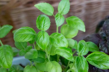 Koyu arkaplanda taze fesleğen. Yeşil fesleğen. Koyu arkaplanda yeşil fesleğen. Yemek arkaplanı. Bir sürü fesleğen.