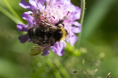 Leylak çiçeğinden beslenen bir yaban arısının Makro fotoğrafı Knautia arvensis, yaz zamanı