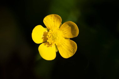 Yeşil çimen arka planında, Ortak Düğünçiçeği sarı çiçekleri yakın plan. Ranunculus acris acris çayırçiçeği, uzun düğün çiçeği, dev düğün çiçeği 