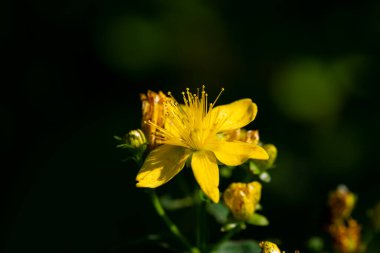Çiçekli Aziz John 's Wort Hypericum Perforatum Tipton' s Weed, Chase-Devil veya Klamath otu olarak da bilinir.