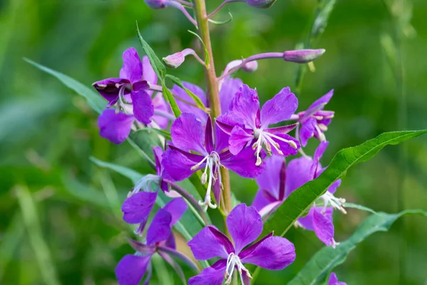 Chamaenerion Angustifolium Fireweed Great Willowherb Rosebay Willowherb Perennial Herbaceous Flowering — Foto Stock