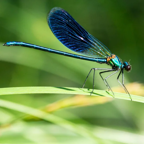 Calopteryx Splendens Uma Espécie Libelinha Família Calopterygidae — Fotografia de Stock