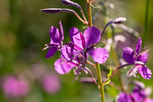 Chamaenerion Angustifolium Fireweed Great Willohob Hebay Willohob Многолетнее Травянистое Растение — стоковое фото