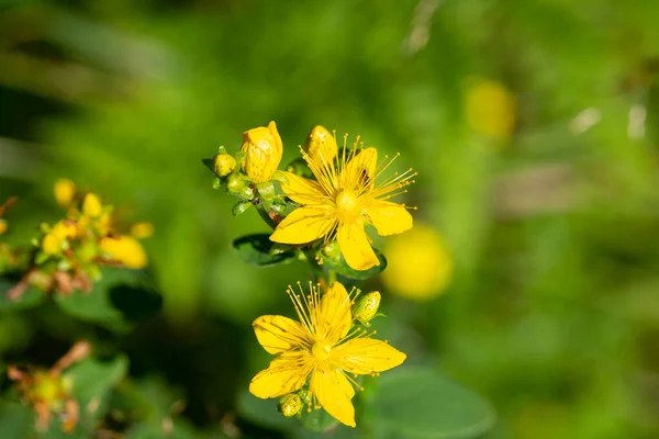 Erba San Giovanni Fiore Hypericum Perforatum Noto Anche Come Erba — Foto Stock