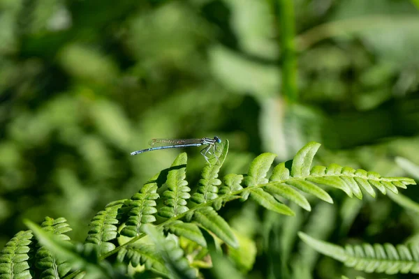 Fêmea Bluet Variável Coenagrion Pulchellum Uma Pequena Libélula Azul Está — Fotografia de Stock