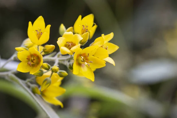 Закройте Желтые Цветки Колокольчика Llamachia Nummularia Aurea Ползущую Дженни Скале — стоковое фото