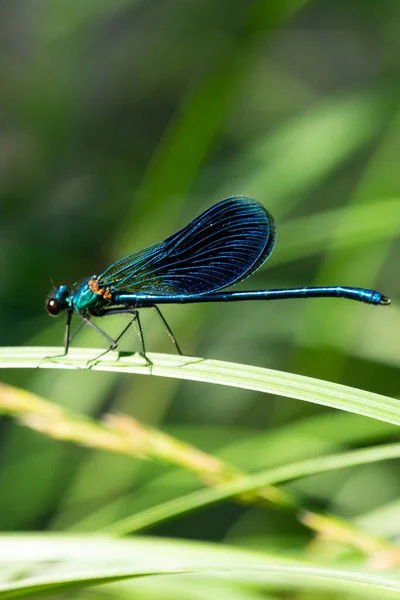 Banded Demoiselle Calopteryx Splendens Species Damselfly Belonging Family Calopterygidae Blue Royalty Free Stock Images