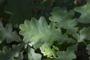 Genç yeşil bir meşe yaprağı Bir yaz günü ağaç dalında