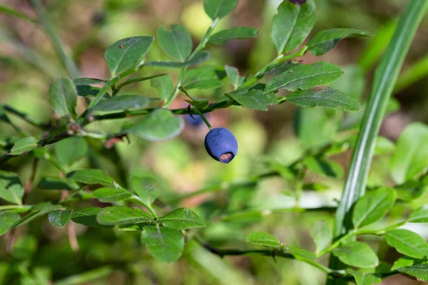 Branches Vertes Avec Des Baies Myrtille Dans Forêt Baies Bleuets — Photo