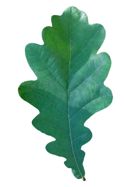 夏の日に木の枝に若い緑のオークの葉があり — ストック写真