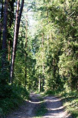 Orman ağaçları. Doğa yeşil odun güneş ışığı arka planı, yaz