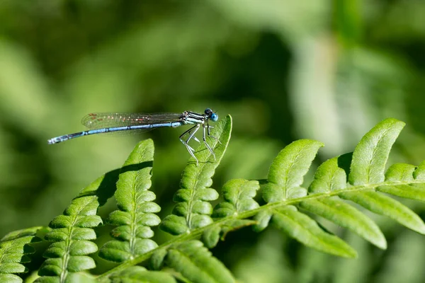 Variables Blaues Weibchen Coenagrion Pulchellum Eine Kleine Blaue Libelle Sitzt — Stockfoto