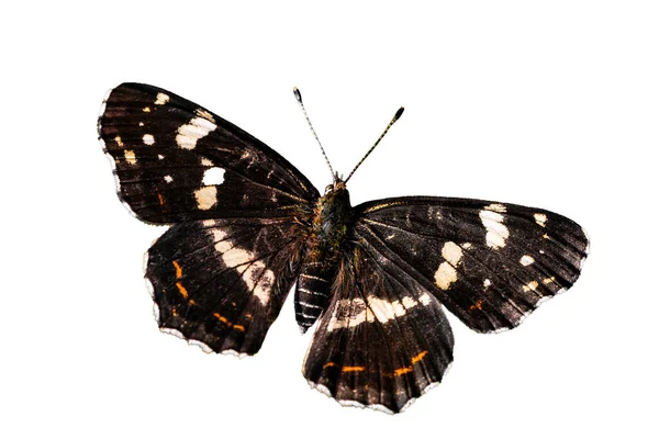 Bela Borboleta Mapa Está Descansando Grama Sol Borboleta Cor Escura — Fotografia de Stock