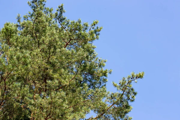 阳光明媚的日子 松树映衬着蓝蓝的天空 低角度视图 针叶树被阳光照亮了 松林里温暖的阳光灿烂的一天 — 图库照片