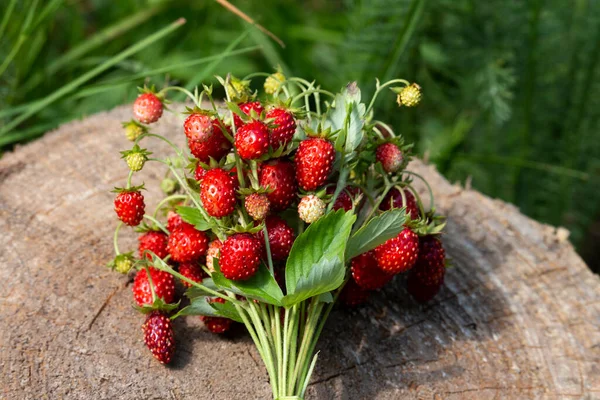 딸기는 그루터기 있습니다 나무를 배경으로 딸기를 클로즈업해 딸기와 스트로베리 — 스톡 사진