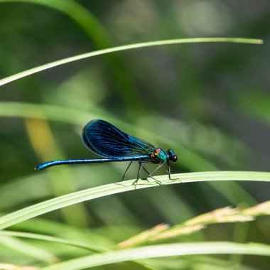 Bantlı Matmazel Calopteryx splendens, Calopterygidae familyasına ait bir kızböceği türüdür.