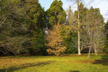 Kurumuş kahverengi altın yapraklı sonbahar manzara ağacı, yere düşen yapraklar, ekim, güneşli gün.