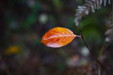 Sonbahar yaprakları, yapraklar, renk yaprakları, sonbahar